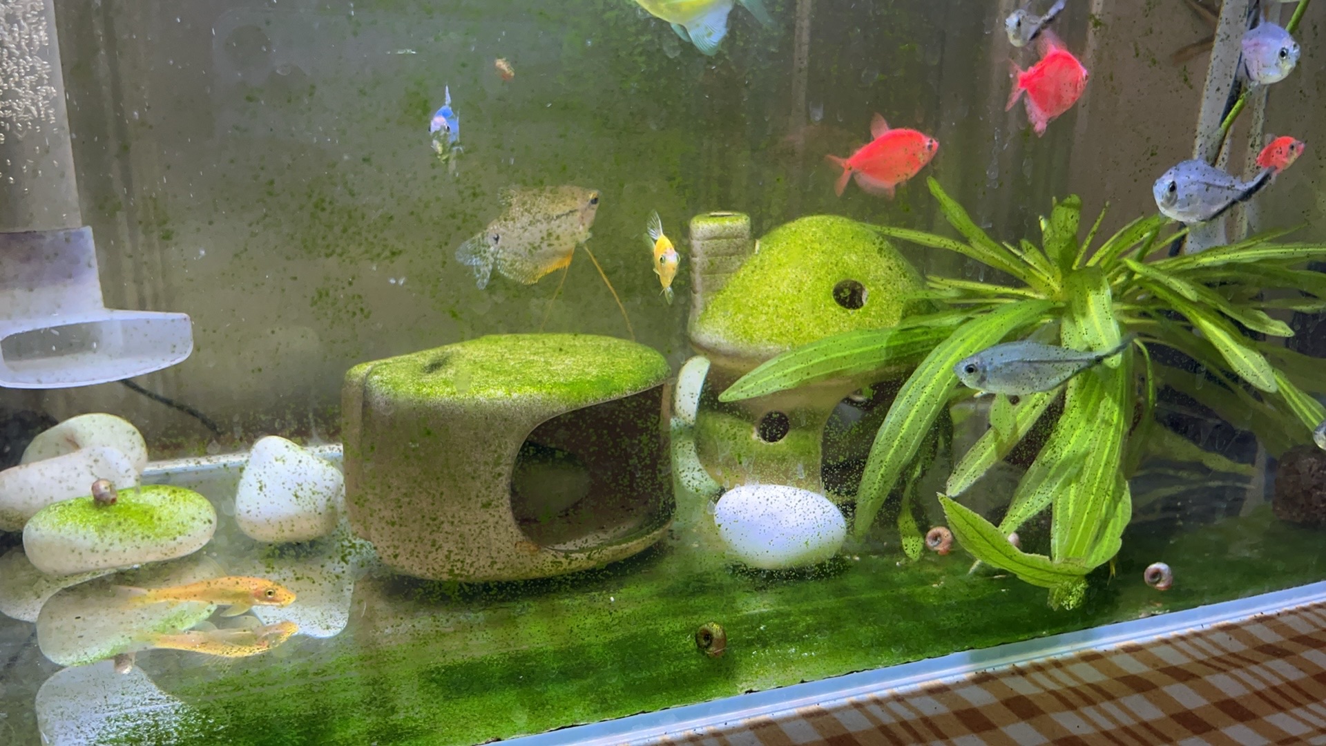 CVE-2016-5195漏洞进行权限提升